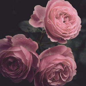 Meet your Posher, Kaaliyah